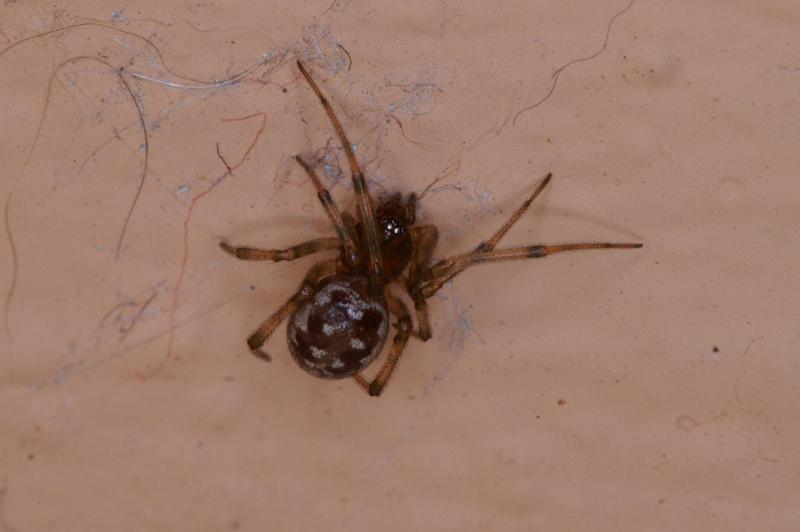 Steatoda_grossa_D3205_Z_85_Valle Gran Rey_Spanje.jpg